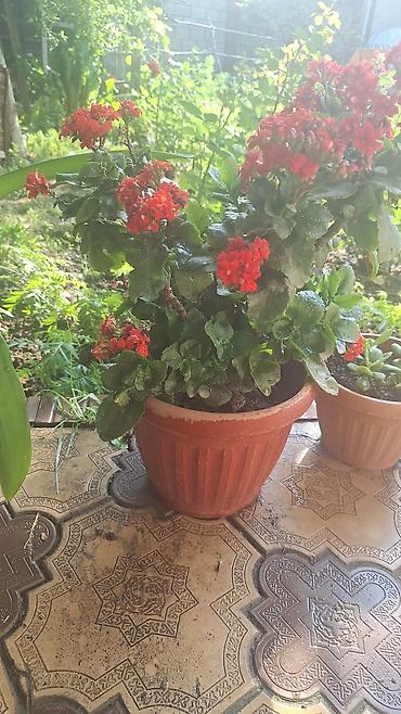 Денежное дерево: Г.Ош продаю цветы по 250 сом — 8