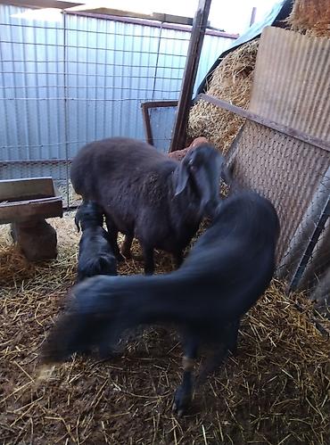 Баран, овца: Продаю | Овца (самка) | Для разведения | Племенные — 13