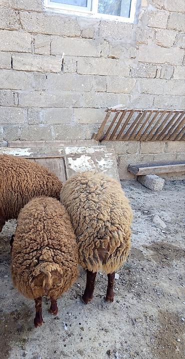 Qoyunlar – yerli cins, quyruqlu - Məhsul: qoyun sürüsündən 2 baş quzu