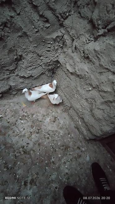 ağ quyruqlar: Məhsul: Ev göyərçinləri kolleksiyası HƏR NOVDƏ GÖYƏRÇIN VAR — 4