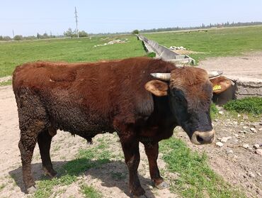 Коровы, быки: Продаю | Бык (самец) | Искусственник