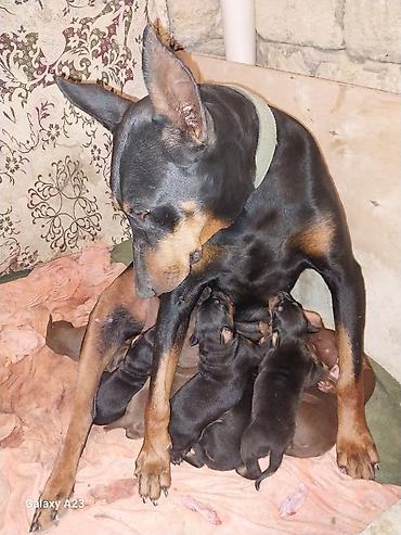 İtlər: Doberman — 10