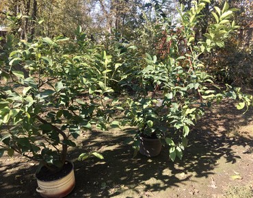 Декоративные деревья: Продается лимонное дерево с плодами и без, многолетние и молодые — 4