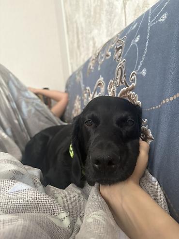 Başqa xidmətlər: Cocker spaniel Cütləşməyə dişi axtarırıq Unvan binə qəsəbəsi. Alex — 15