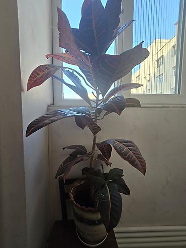 Dekorativ otaq bitkisi – Krotun (Codiaeum variegatum) - Növlə