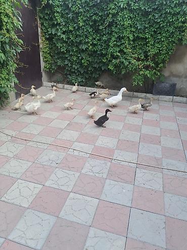 qaz ve ordek satisi: Ördəklər satlır kom alana endirim olacaq — 4