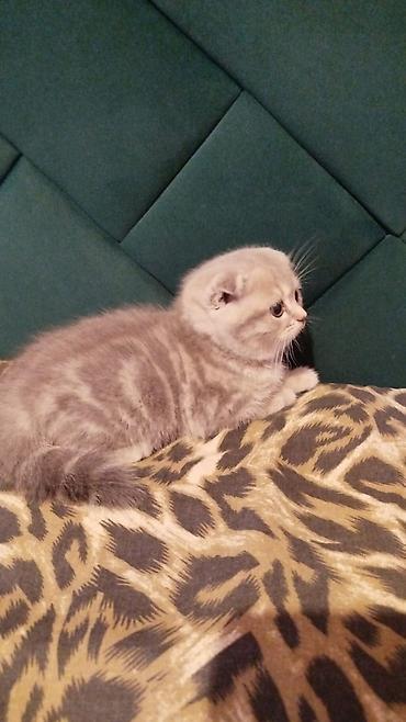 Pişiklər: Yaxşı əllərə — 10