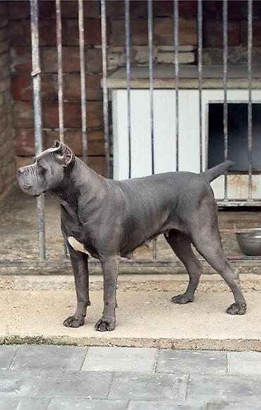 Psi: Dostupni za rezervaciju stenci Cane Corso iz registrovane — 22