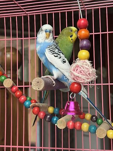 певчий попугай цена: 🦜 Продаю двух волнистых попугайчиков вместе с клеткой В комплект — 3