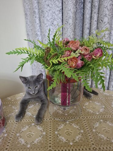 отдам в хорошие руки породистых котят: Самка, Самец