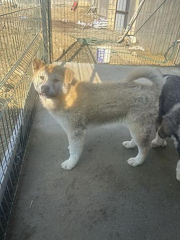 it satisi 2020: Akita-inu, 6 ay, Erkək — 2