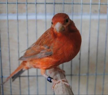 поющие попугаи: Канарейки краснодеревый самец поющий возраст 1,5 года