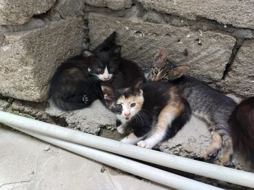 pişik eşyaları: Erkək, Dişi, Yaxşı əllərə, Ünvandan götürmə
