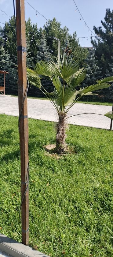 Садовые цветы и кустарники: Саженцы цветка — 26