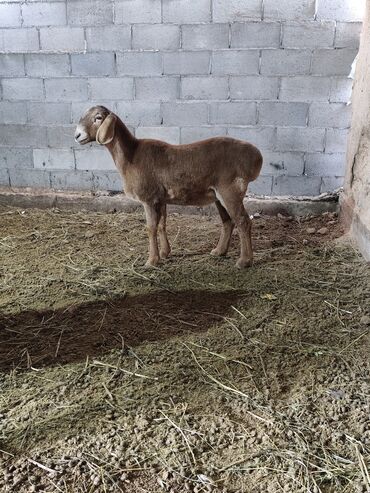 Бараны, овцы: Продаю | Баран (самец) | Для разведения | Племенные — 4