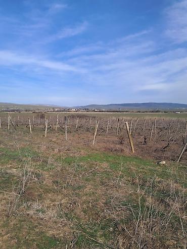 Torpaq sahələrinin satışı: 66 sot, Kənd təsərrüfatı — 8