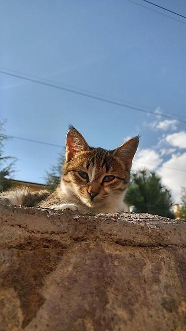 Opel: Opel Astra F hatchback - Kuzov: 5 qapılı hatchback, tünd sürətlər — 11