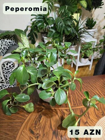 Otaq bitkiləri: Peperomia (Пеперомия) #Peperomiya #Peperomia #Piperomiya #Piperomia