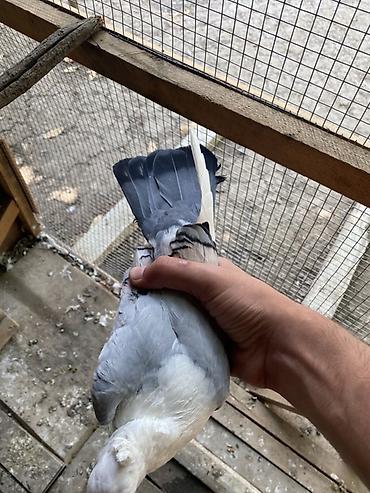 alman ovcarkası satılır: Hunkari erkey.heyvanin gizginligna soz ola bilmez.baki ve bezi — 4