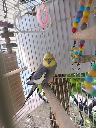 tutuquşlar: Nimfa (Cockatiel) папuqayı və qəfəs dəsti - Növ: Nimfa (Cockatiel) — 2