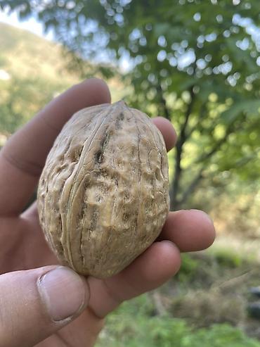 куплю груши оптом: Грецкий орех в скорлупе, крупный калибр - Натуральные грецкие орехи в — 2