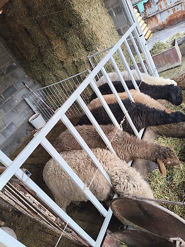Баран, овца: Продаю | Овца (самка) | На забой — 15