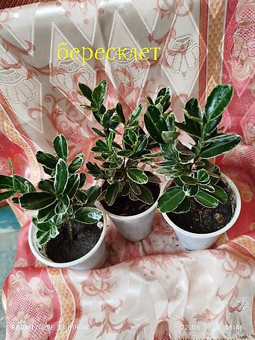 Хойи: Детки сортовой хойи, цены уточнять — 8