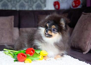 Продажа собак: Шпиц, 5 месяцев, Самец, С прививкой — 3