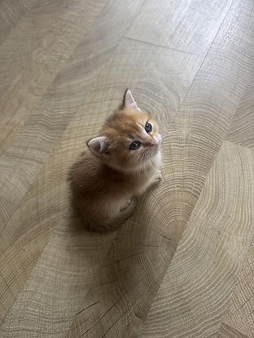 Кошки: Британская, Самец, Самка — 3