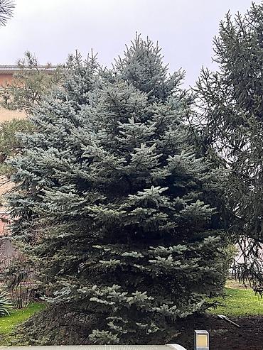 Ель: Высота 3-7 метров — 1