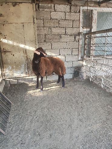 Qoyunlar, qoçlar: Qala cinsi Erkey toglu — 6