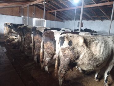 Коровы, быки: Продаю | Корова (самка) | Полукровка | Для разведения, Для молока — 2