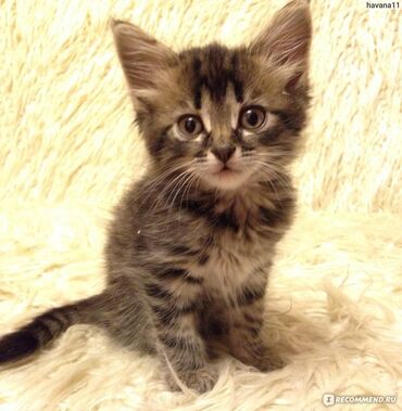 шатланские коты: Отдам в хорошие руки котят. Мать-сибирская кошка, отец- подлец )))
