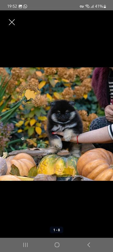 Продажа собак: Шпиц, 3 месяца, Самец, С прививкой, С родословной — 17