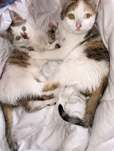 Коты: Пристраиваются 2 котёнка. Мальчик и девочка. 2-2,5 месяца. От