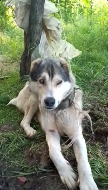 qara xaski: Xaski, 10 ay, Erkek, Peyvəndli, Pulsuz çatdırılma