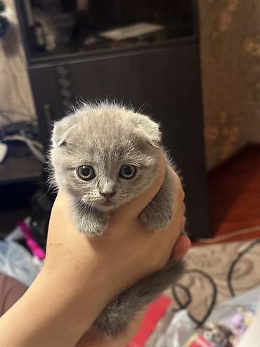 котята вислоухие бесплатно: Скотиш Страйт (Шотландская прямоухая), 2 месяца, Девочка, Серебристая шиншилла, Приучена к лотку — 3