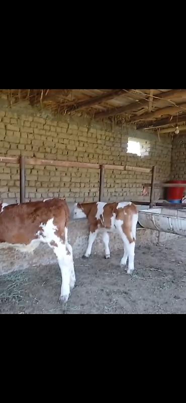 Dana, buzov: Satılır: 3 baş cins buzov - Növ: ətlik-südlük istiqamətli simmental -da lalafo.az — 2 Dana, buzov: Satılır: 3 baş cins buzov - Növ: ətlik-südlük istiqamətli simmental — 2