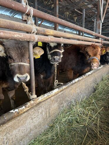 Коровы, быки: Продаю | Музоо, торпок | На откорм | Привязанные — 3