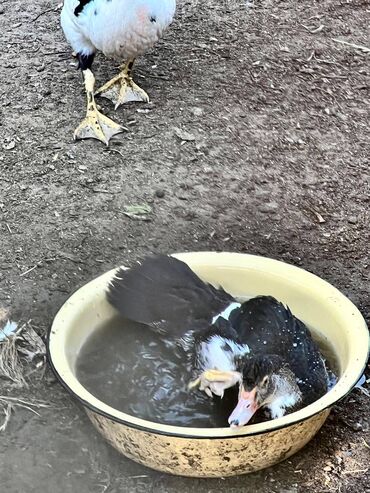Qazlar: 🦆 🦢 ördək və qaz satılır! ✅ tam sağlam, ev şəraitində bəslənmiş — 2
