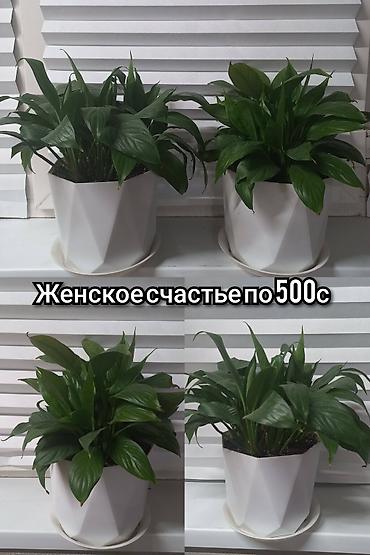 хвойные растения: Замиокулькас и драцена в высоких белых кашпо. - Замиокулькас — — 2