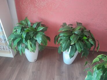 Фикусы: Коллекция комнатных растений в кашпо: - Фикус эластика — 10