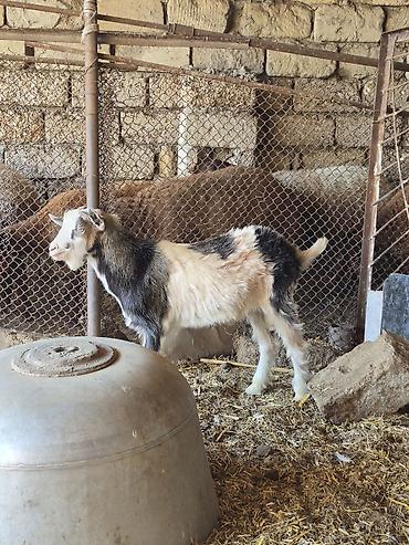 keci satan: Salam aaglam arpa yonca yeyen heyvandı real alıcılar zeng vursun — 2