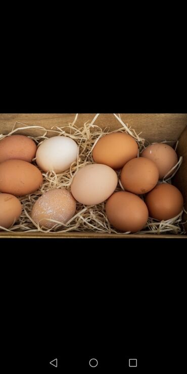 страусиное яйцо купить: Яйцо Дакана на инкубацию по 50 сом. Токмок. Доставки нет