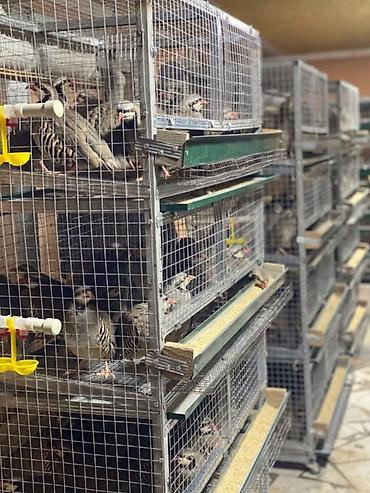 Товары и оборудование для с/х животных: КОРМУШКИ, БУНКЕРНЫЕ КОРМУШКИ. Изготавливаю НОВЫЕ бункерные кормушки — 9