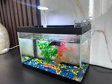 Akvariumlar: Masaüstü akvarium seti - Şüşə akvarium: düzbucaqlı forma, kompakt — 1