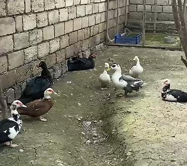 col ordek: Dişi, | Lal ördək, Damazlıq, Ödənişli çatdırılma — 3