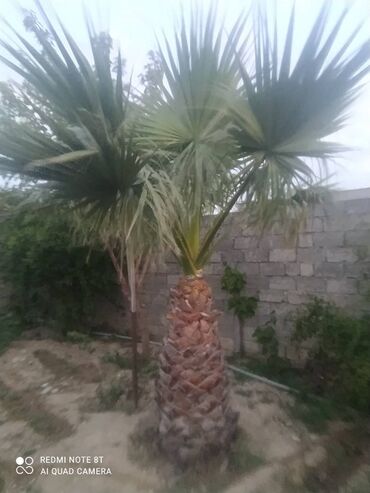 ev bitkisi: 13 ilin Palma ağacı satılır.alan adam özü yerindən çıxartmaq