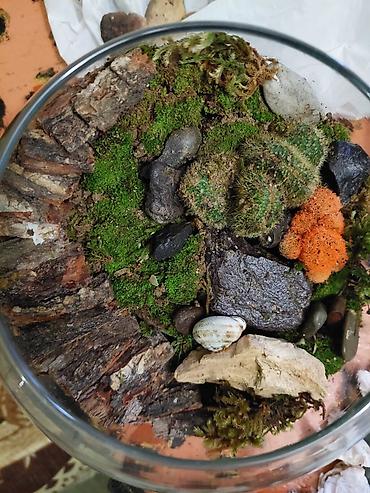 ev guleri: Şüşə qabda mini landşaft – yosun və kaktuslu terrarium — 2