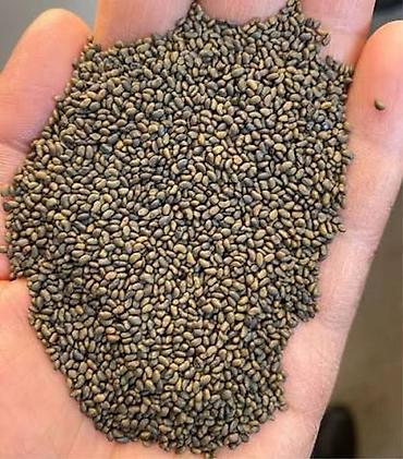 Другие зерновые культуры: Беде урук 100% Кыргызстан местный урук 7-8 жылдык (Кытай эмес — 2